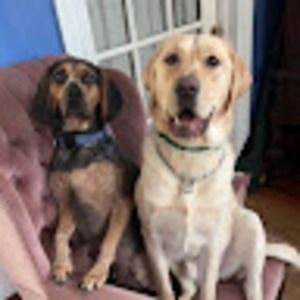 Meet your Posher, Dawn